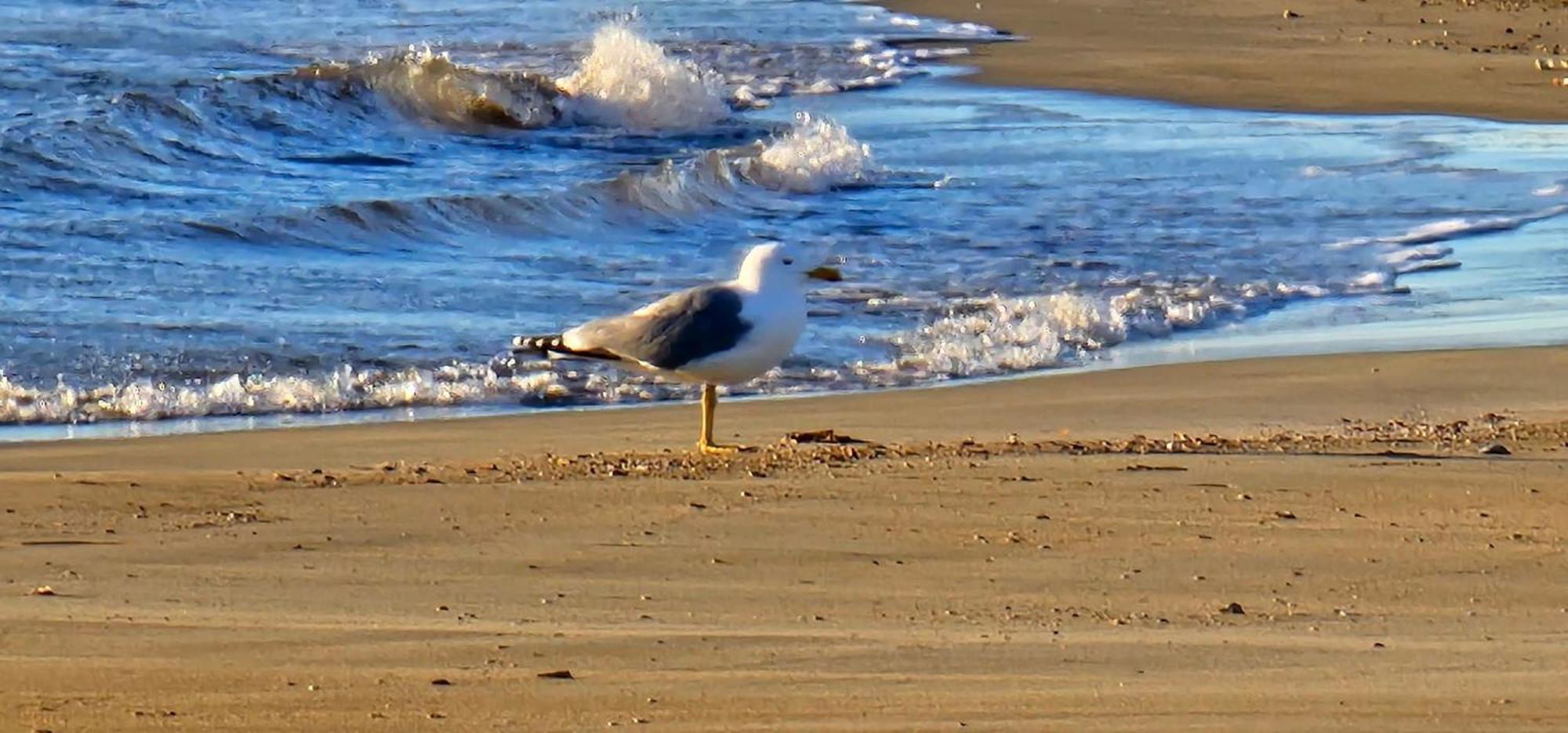 Le Mieukerien - Reserve Africaine 15 Mn, Plage 200M, Terrasse Port-la-Nouvelle Esterno foto